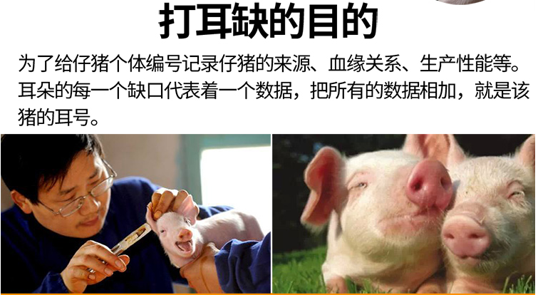 仔豬耳缺鉗