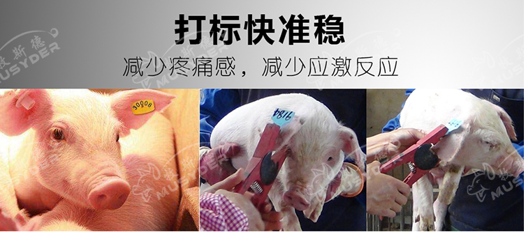 使用耳標鉗需要注意的問題